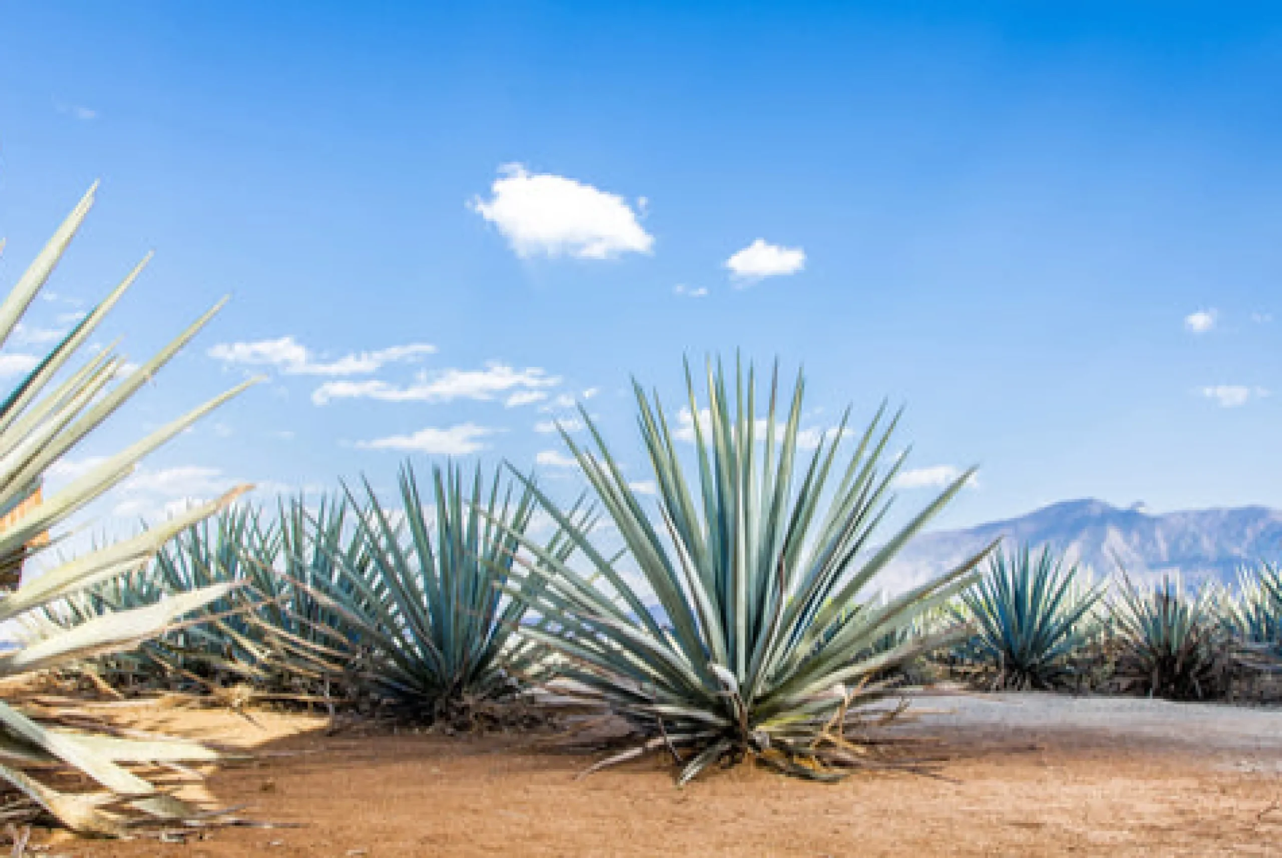 Agave - Reed Diffuser