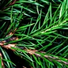Balsam Fir - Soy Tarts