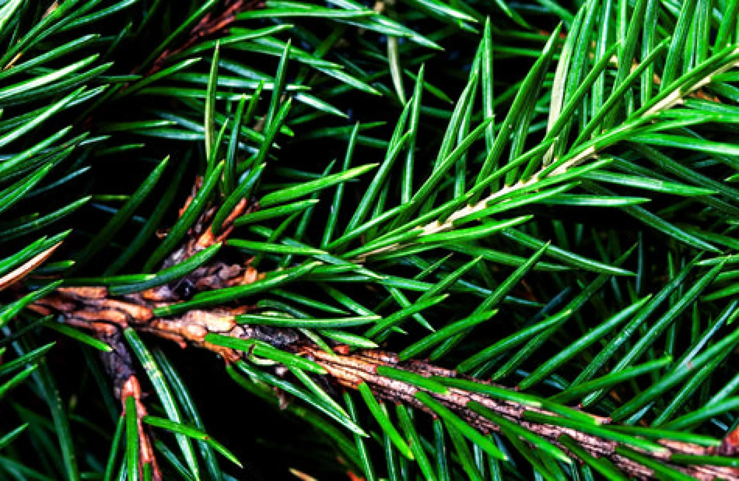 Balsam Fir Scented Candle