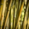 Bamboo - Soy Tarts