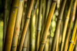Bamboo - Soy Tarts