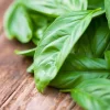 Basil - Soy Tarts