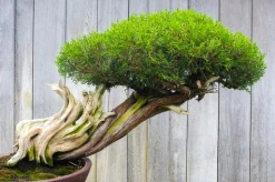 Bonsai - Soy Tarts