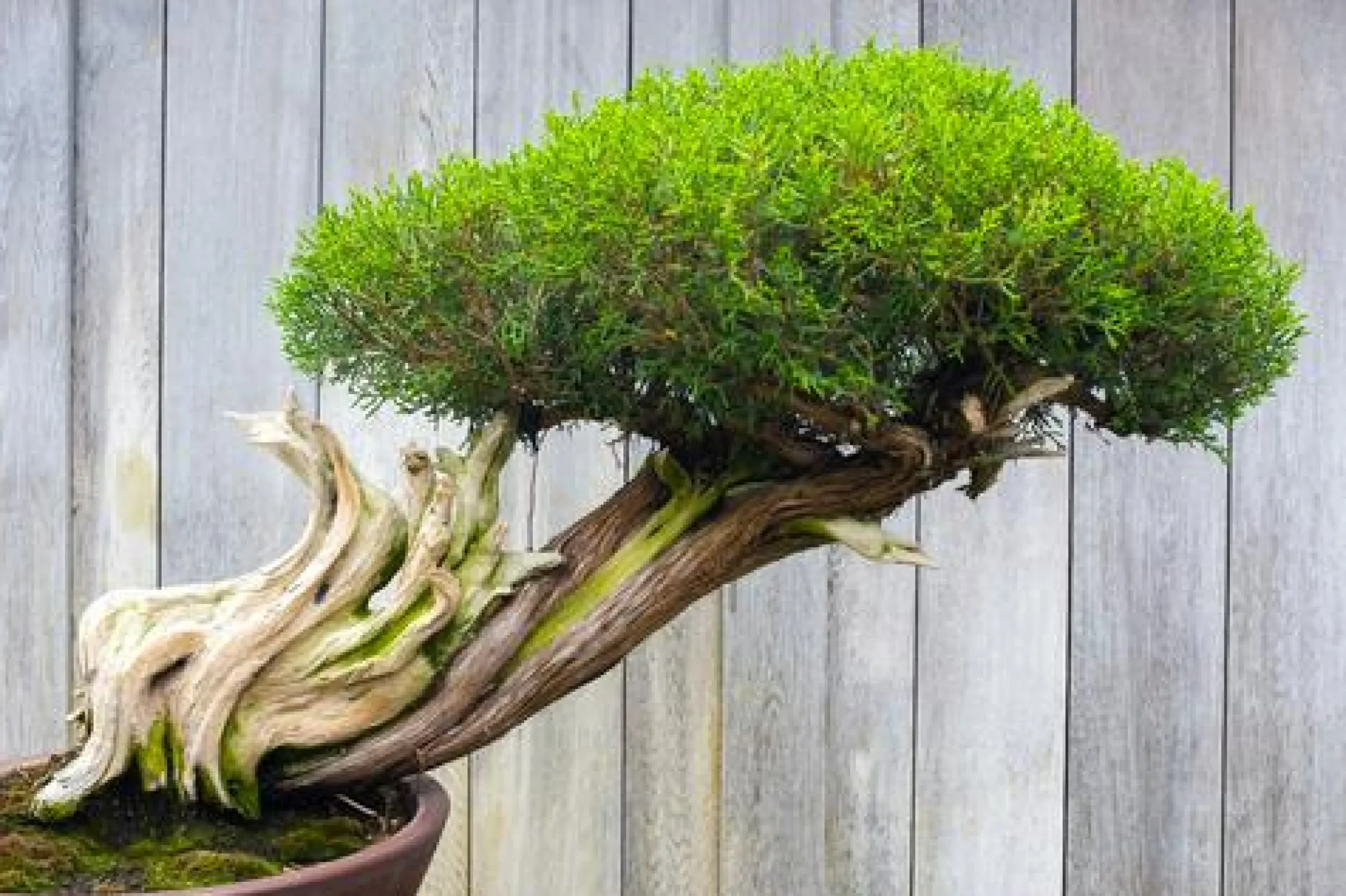 Bonsai - Soy Tarts