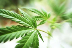 Cannabis - Reed Diffuser