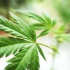 Cannabis - Soy Tarts