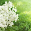 Elderflower - Soy Tarts
