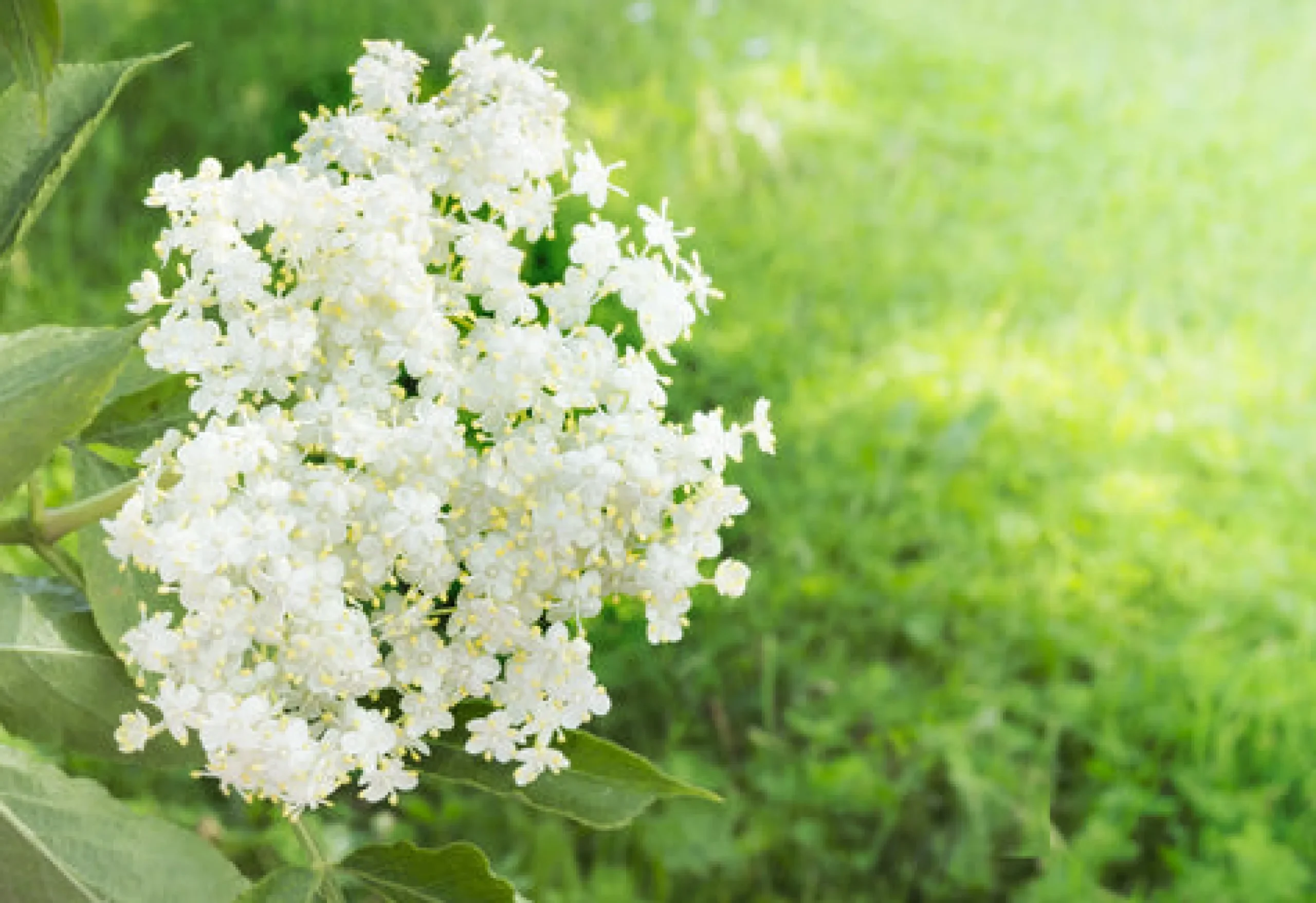 Elderflower Scented Candle