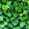 English Ivy - Soy Tarts