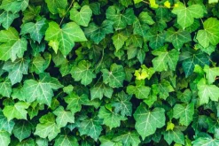 English Ivy - Soy Tarts