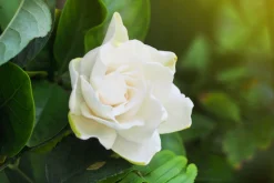 Gardenia - Reed Diffuser