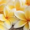 Hawaiian Lei - Soy Tarts