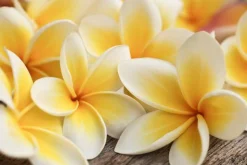 Hawaiian Lei - Soy Tarts