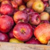Honeycrisp - Soy Tarts