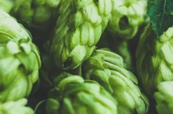 Hops - Reed Diffuser