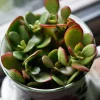 Jade - Soy Tarts