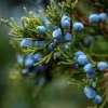 Juniper - Soy Tarts