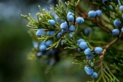 Juniper - Soy Tarts
