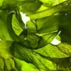 Kelp - Soy Tarts