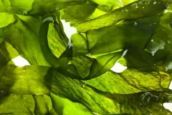 Kelp - Soy Tarts