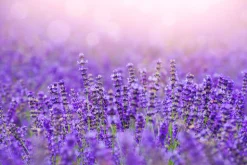 Lavender Fields - Reed Diffuser