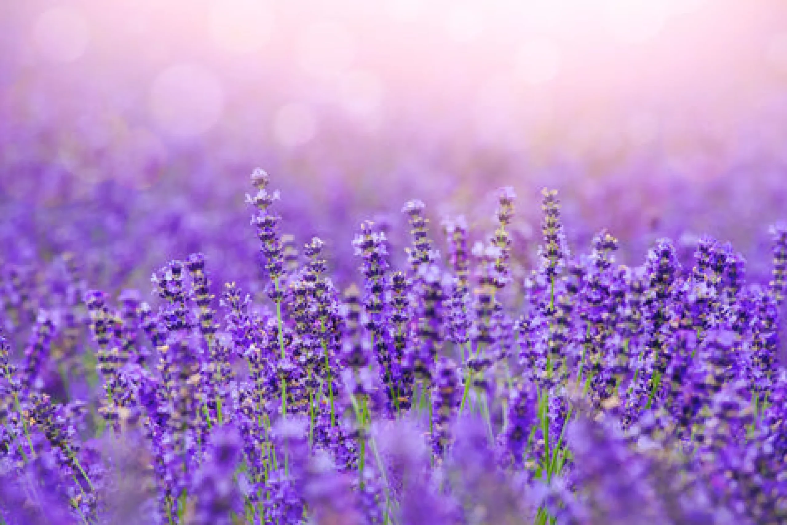 Lavender Fields - Reed Diffuser
