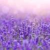 Lavender Fields - Soy Tarts
