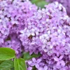 Lilac - Soy Tarts