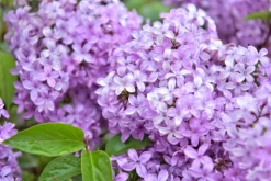 Lilac - Soy Tarts