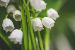 Lily of the Valley - Reed Diffuser