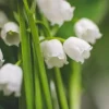 Lily of the Valley - Soy Tarts