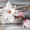 Magnolia - Soy Tarts