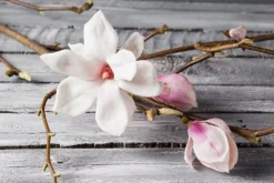Magnolia - Soy Tarts