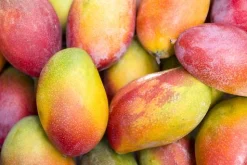 Mango - Soy Tarts