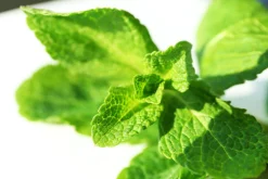 Mint - Reed Diffuser