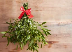 Mistletoe - Soy Tarts