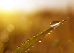 Morning Dew - Reed Diffuser