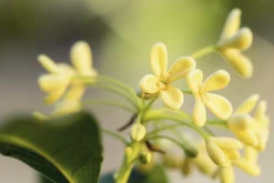Olive Blossom - Reed Diffuser