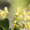 Olive Blossom - Soy Tarts