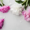 Peony - Soy Tarts