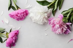 Peony - Soy Tarts