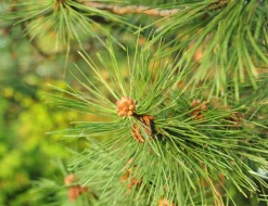 Pine Needles - Reed Diffuser