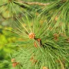 Pine Needles - Soy Tarts
