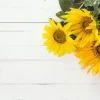 Sunflower - Soy Tarts