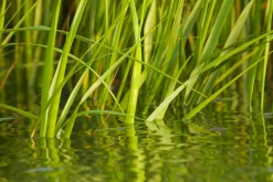 Sweet Grass - Reed Diffuser