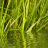 Sweet Grass - Soy Tarts