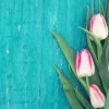Tulip - Soy Tarts