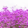 Verbena - Soy Tarts