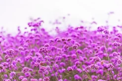 Verbena - Soy Tarts