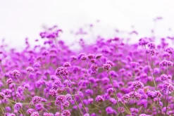 Verbena Scented Candle